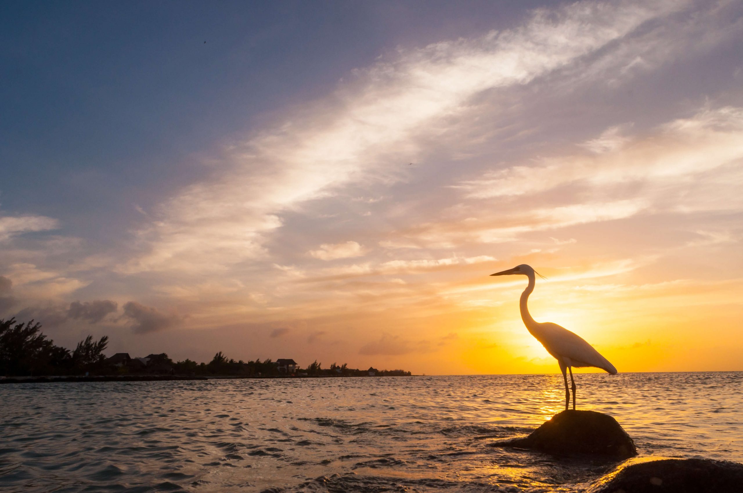 Bird standing on rock at sunset