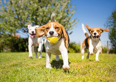 dogs playing in park